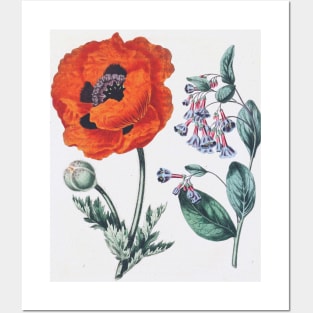 Vintage Poppy Illustration Posters and Art